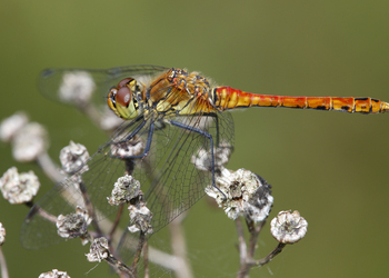 Gemeine Heidelibelle (Sympetrum vulgatum) - © Gernot Kunz